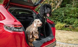thumbnail Honda launches new range of dog accessories, inspired by April Fools’ Day joke