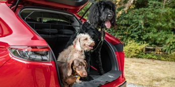 thumbnail Honda launches new range of dog accessories, inspired by April Fools’ Day joke