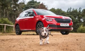thumbnail Safe and hound: dog-loving Brits spend £4,000 a year on pooches but forget low-cost kit to keep them safe in cars