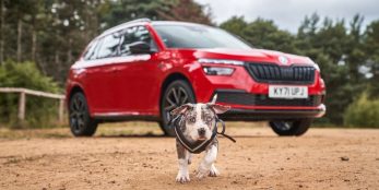 thumbnail Safe and hound: dog-loving Brits spend £4,000 a year on pooches but forget low-cost kit to keep them safe in cars